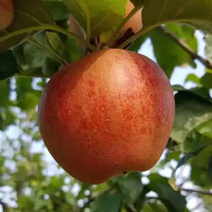 Foto von Apfel 'Rotfranch' (Malus 'Rotfranch')
