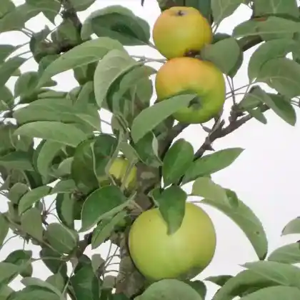 Foto von Herbstapfel 'Seestermüher Zitronenapfel' (Malus 'Seestermüher Zitronenapfel')