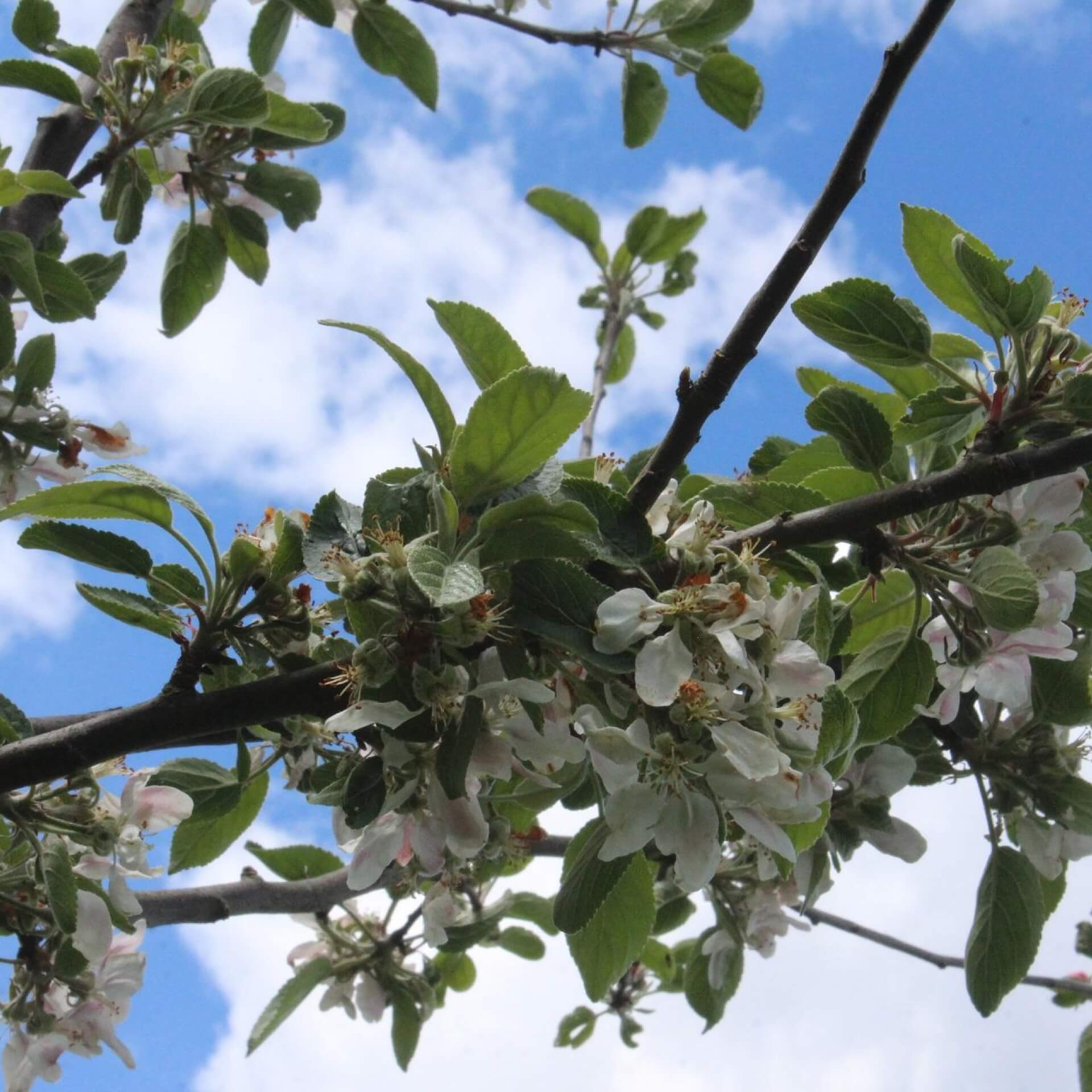 Apfel 'Knebusch' (Malus 'Knebusch')