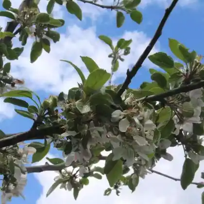 Foto von Apfel 'Knebusch' (Malus 'Knebusch')