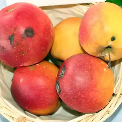 Foto von Herbstapfel 'Mutterapfel' (Malus 'Mutterapfel')