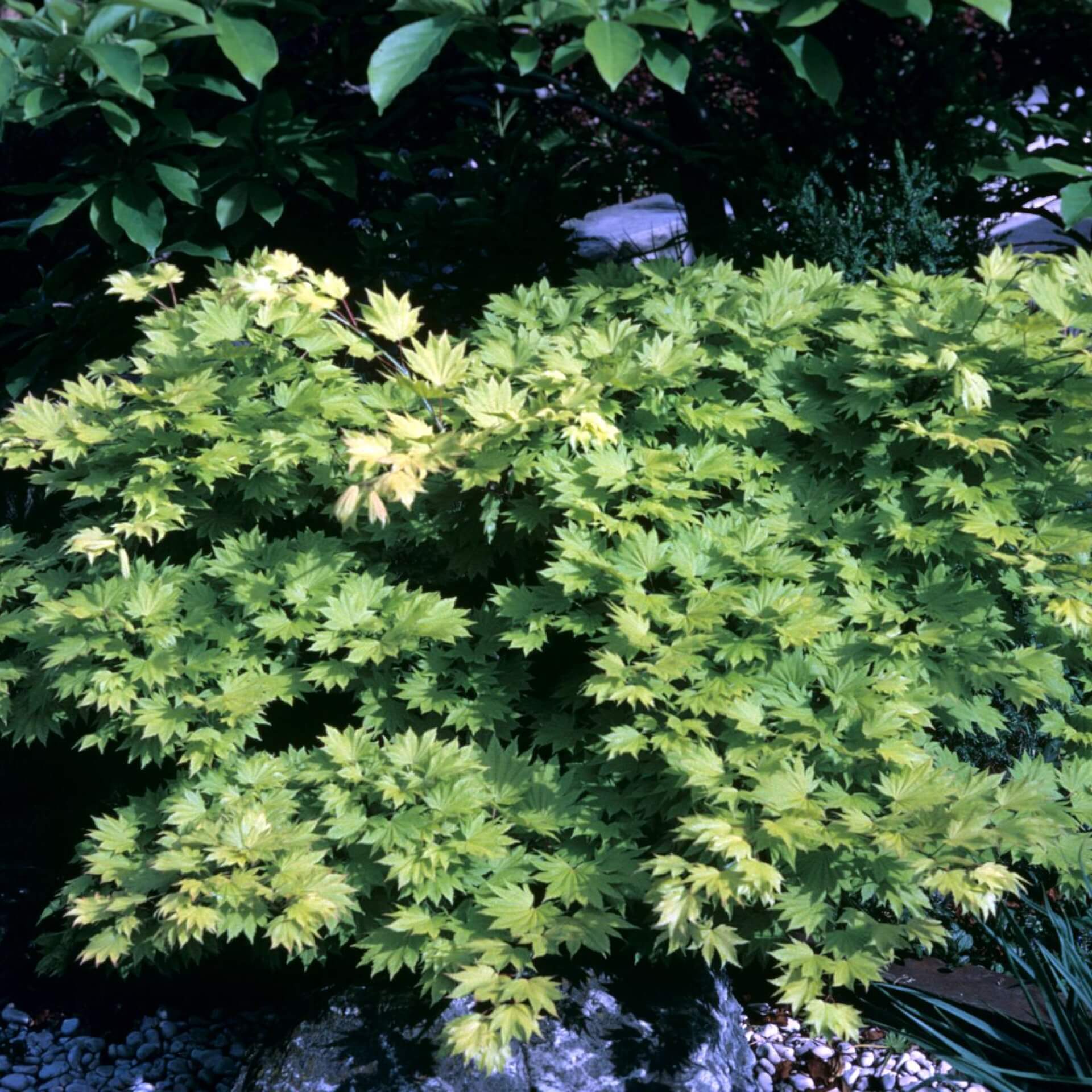 Shirasawas Fächer-Ahorn (Acer shirasawanum)