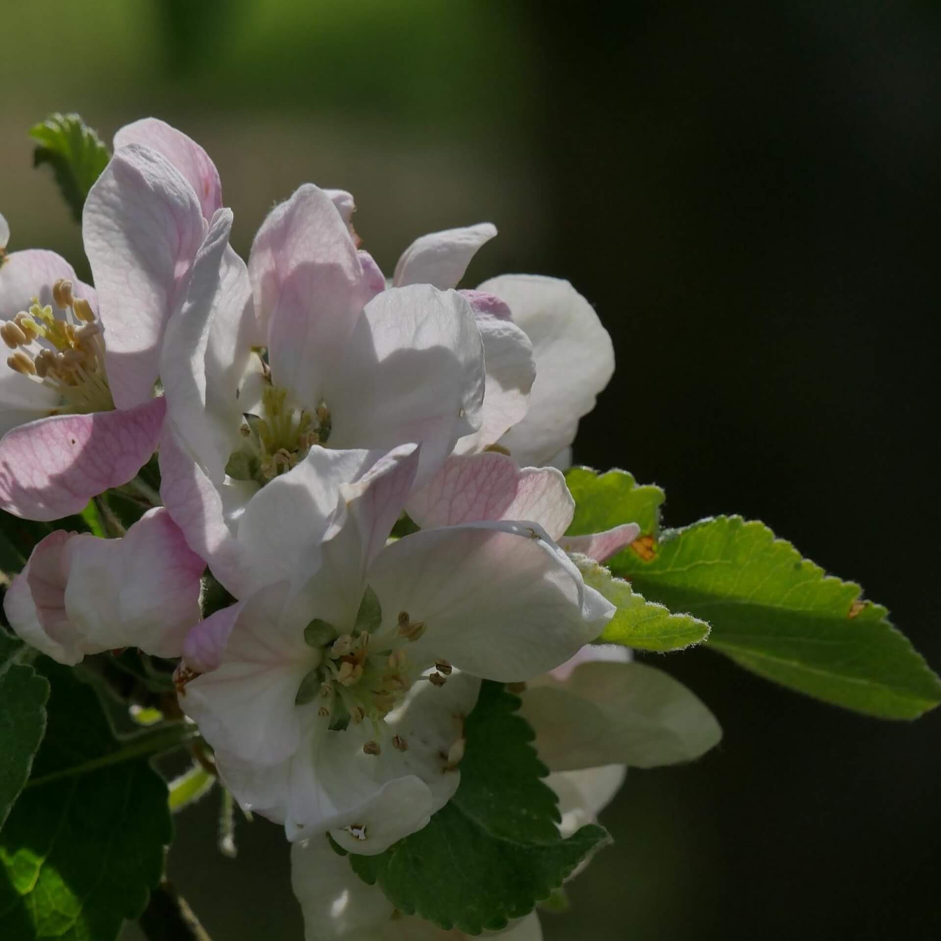 Winterapfel 'Adersleber Kalvill' (Malus 'Adersleber Kalvill')