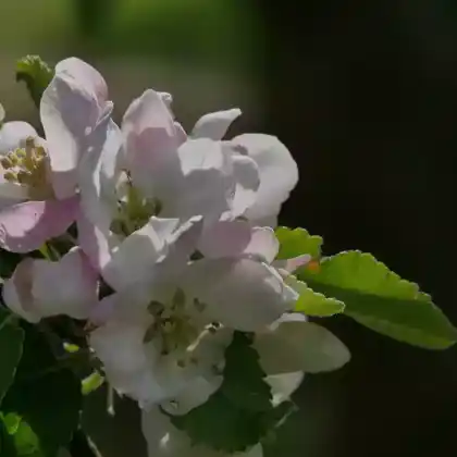 Foto von Winterapfel 'Adersleber Kalvill' (Malus 'Adersleber Kalvill')