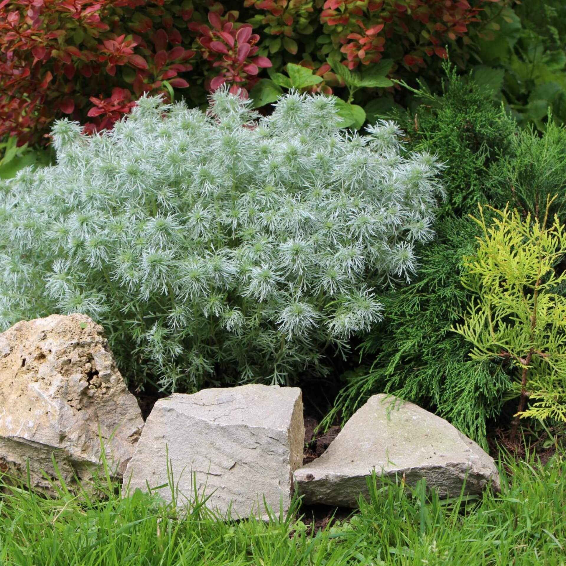 Kurilen-Beifuß (Artemisia schmidtiana)