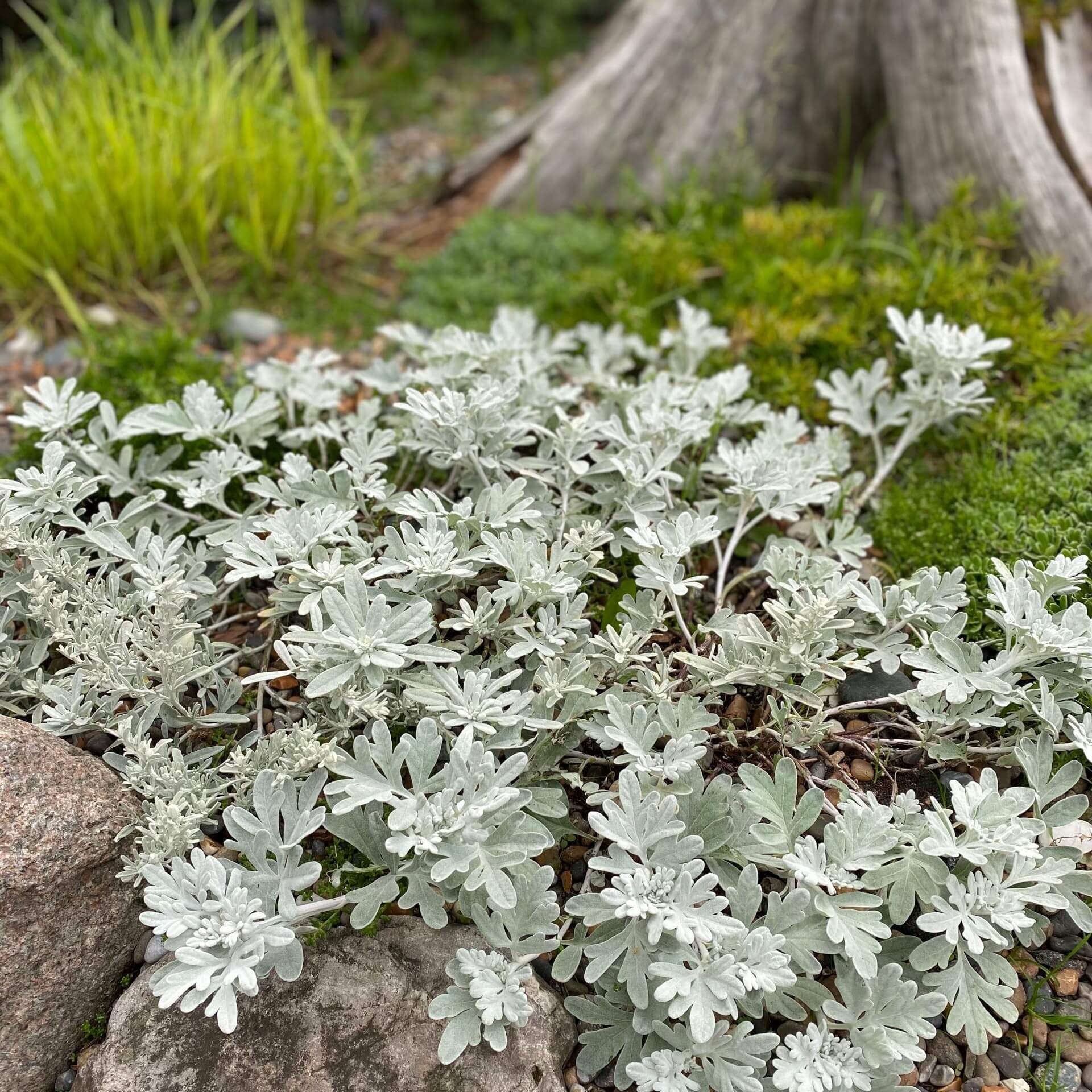 Steller's Beifuß (Artemisia stelleriana)