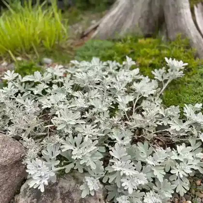 Foto von Steller's Beifuß (Artemisia stelleriana)