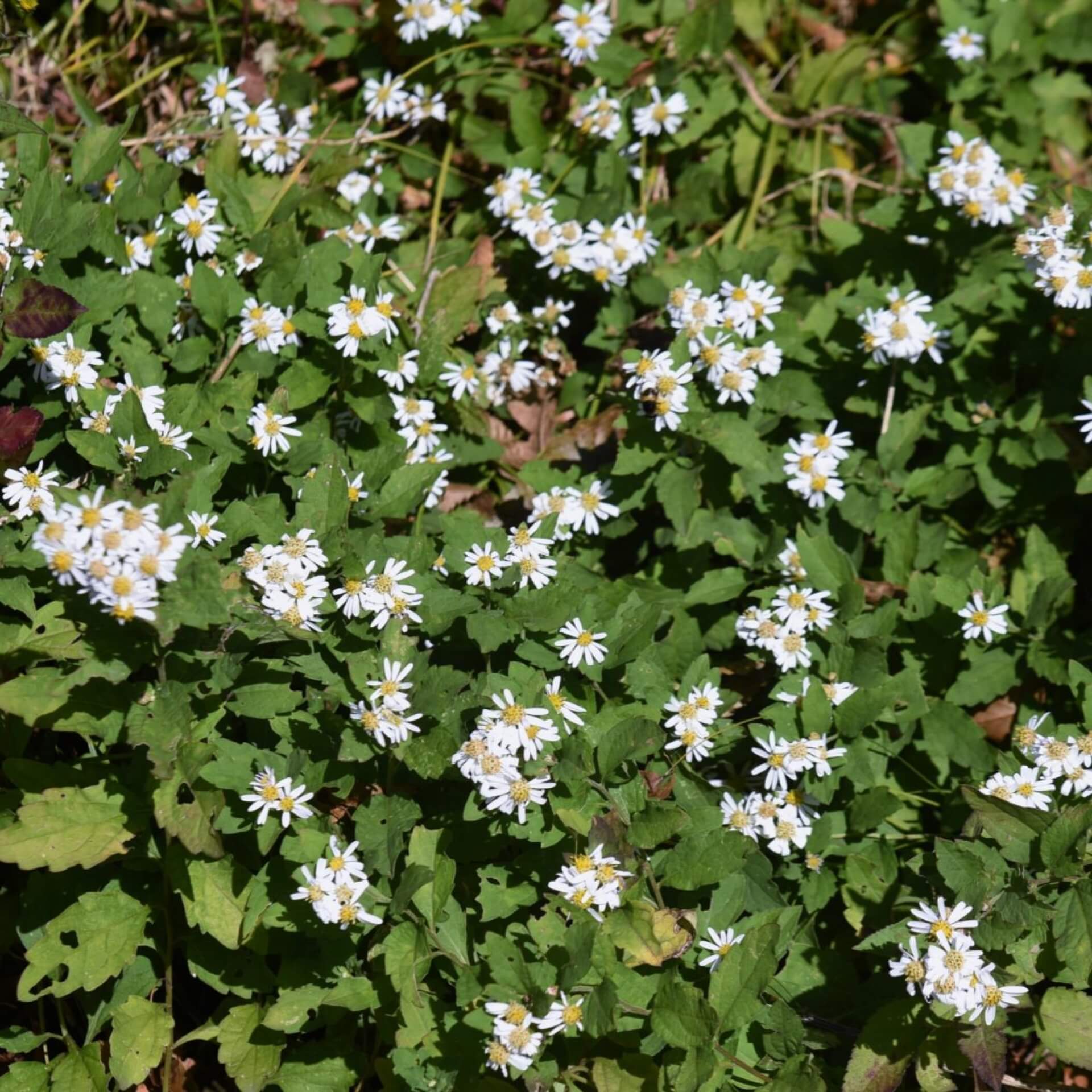 Wildaster (Aster ageratoides)