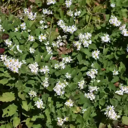 Foto von Wildaster (Aster ageratoides)