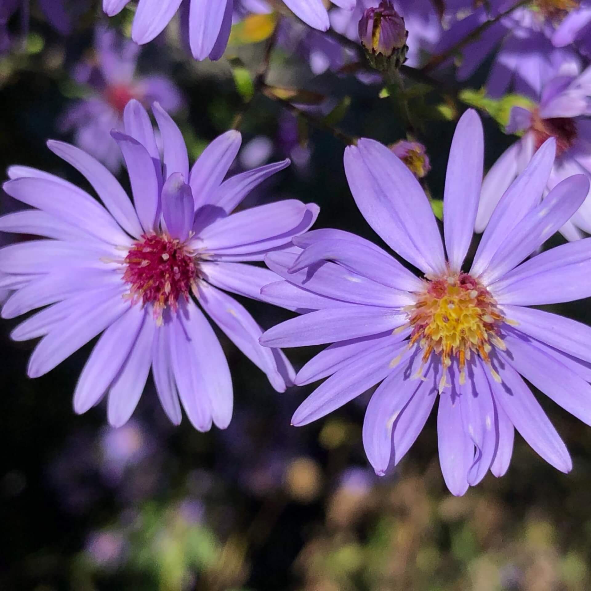 Schleier-Aster (Aster cordifolius)