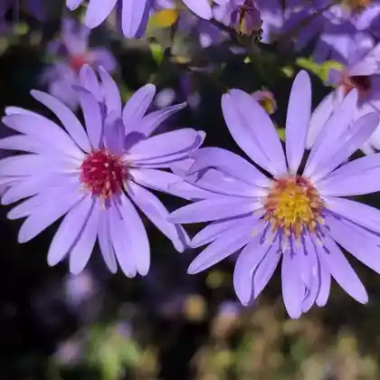 Foto von Schleier-Aster (Aster cordifolius)