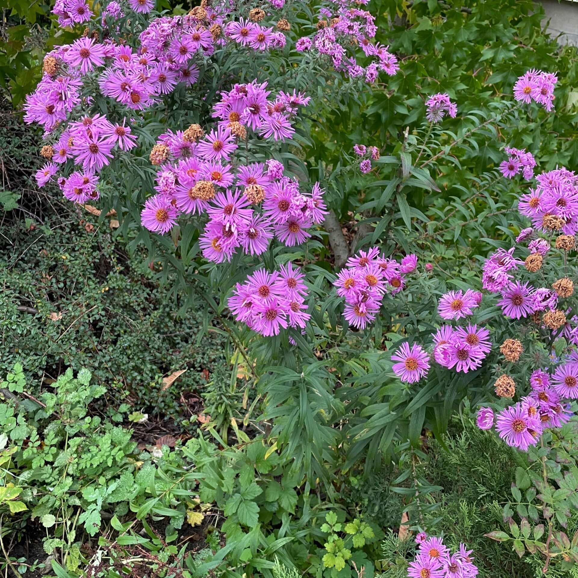 Raublatt-Aster (Aster novae-angliae)