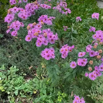 Foto von Raublatt-Aster (Aster novae-angliae)