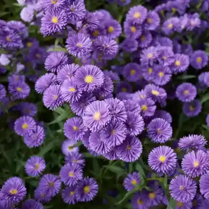 Foto von Glattblatt-Aster (Aster novi-belgii)
