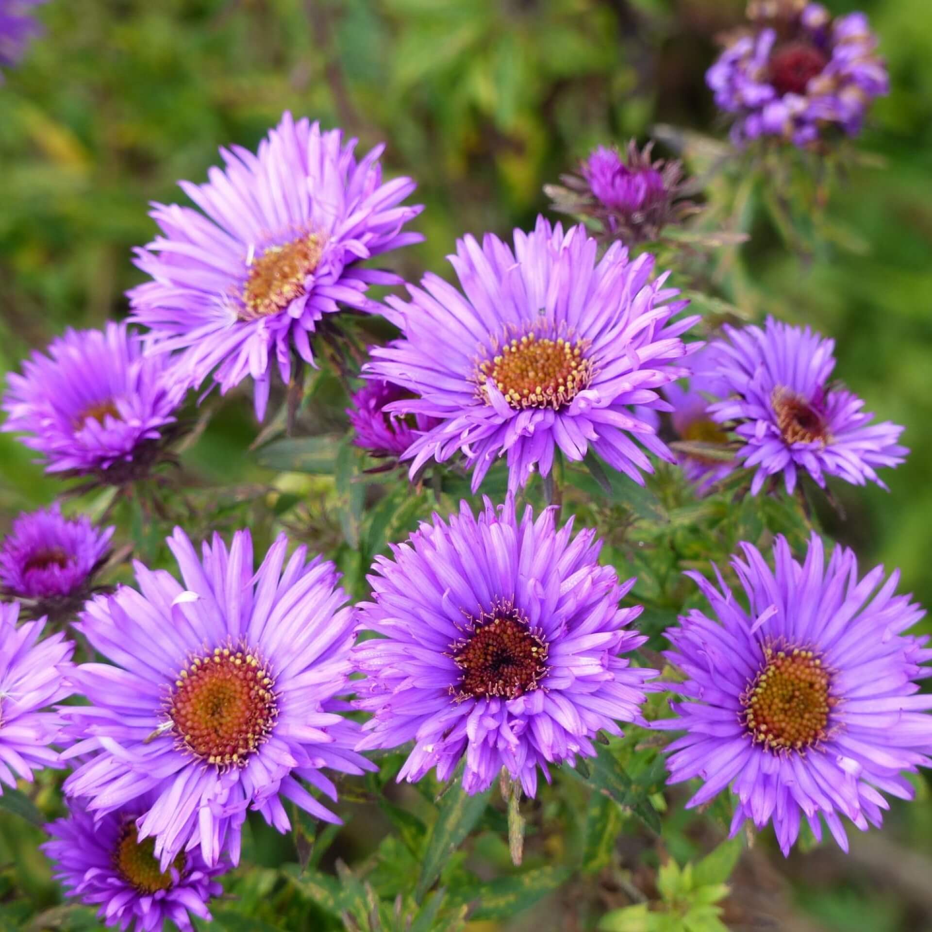 Raublatt-Aster 'Purple Dome' (Aster novae-angliae 'Purple Dome')