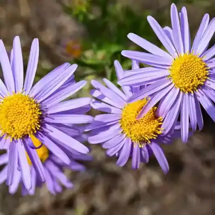 Foto von Tatarische Aster (Aster tataricus)