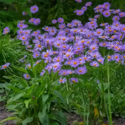 Foto von Frühlings-Aster (Aster tongolensis)