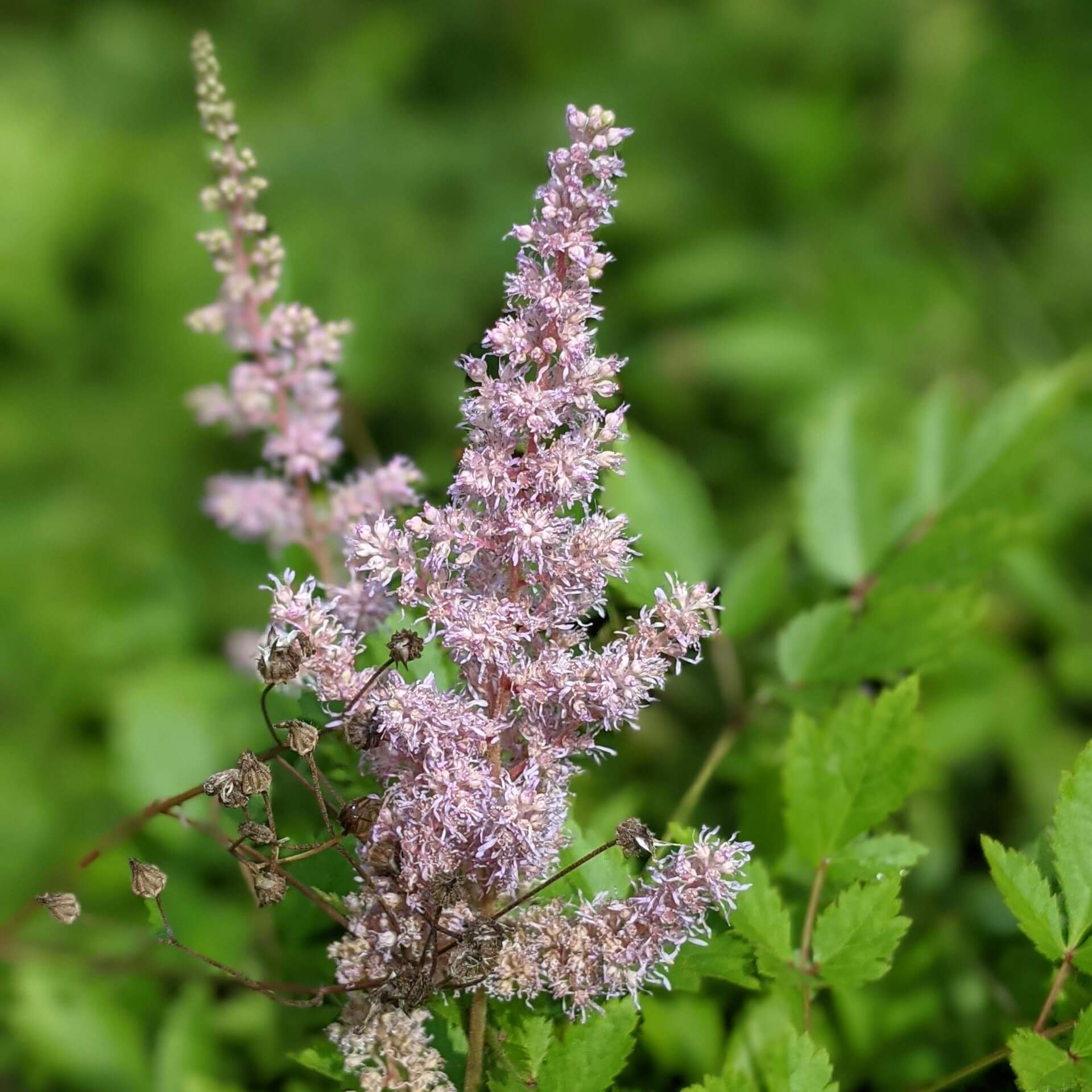 Japanische Prachtspiere (Astilbe japonica)