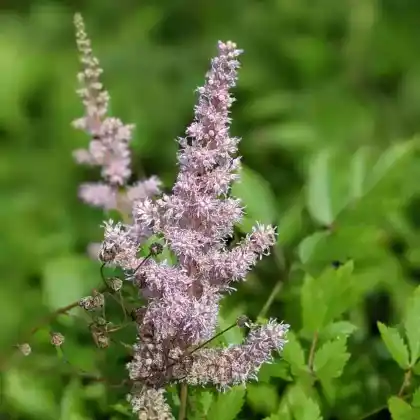 Foto von Japanische Prachtspiere (Astilbe japonica)
