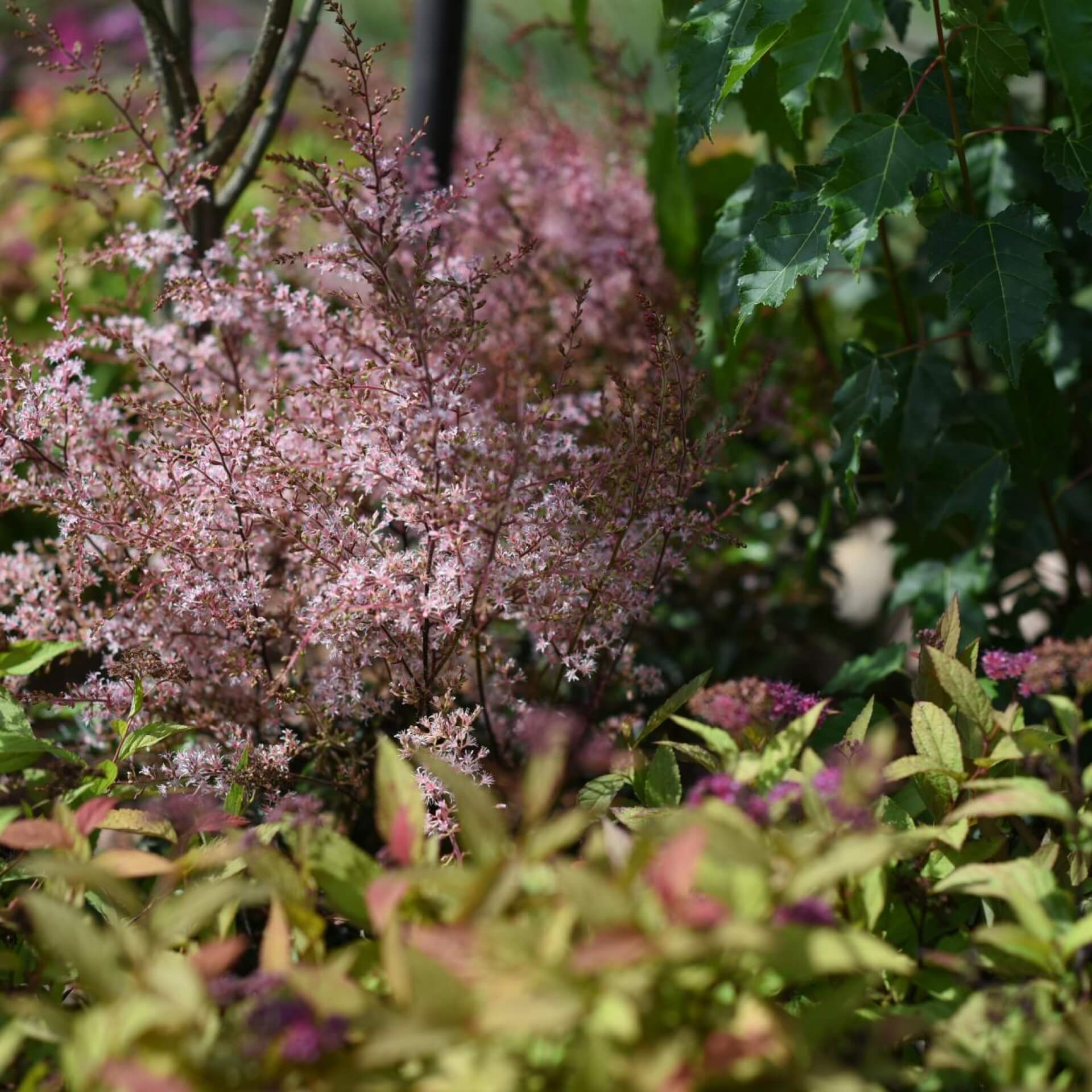 Einfachblättrige Prachtspiere (Astilbe simplicifolia)