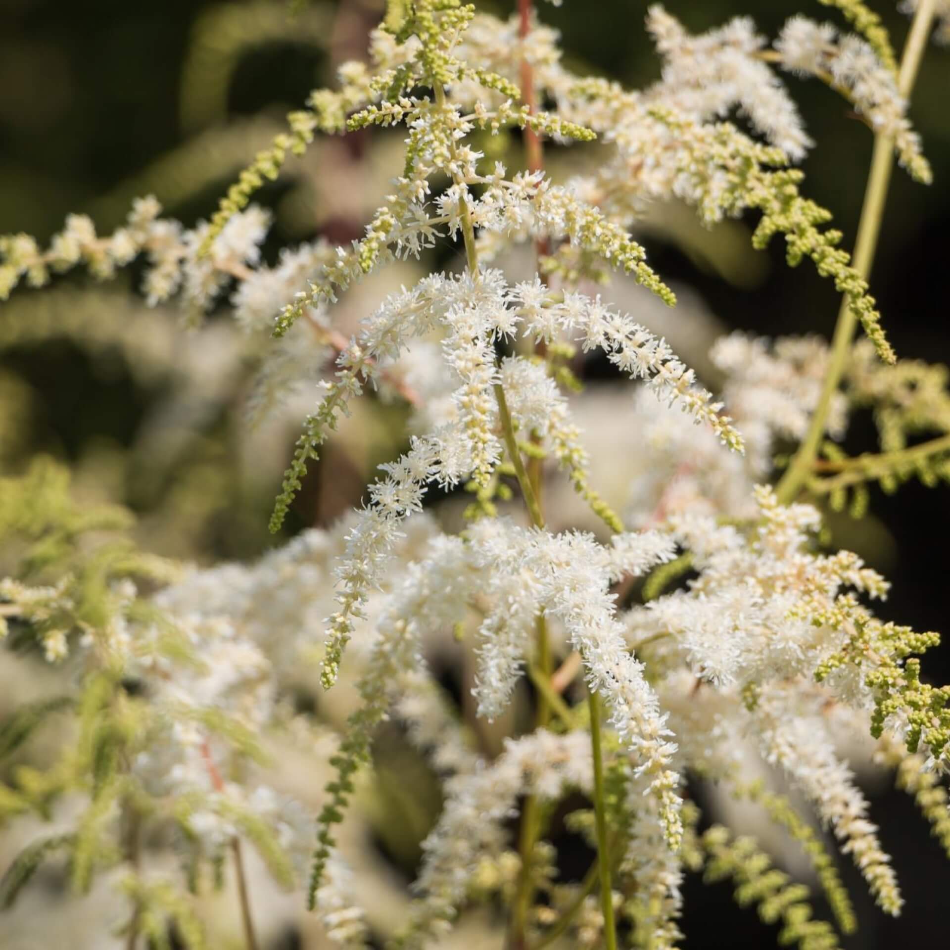 Thunberg-Prachtspiere (Astilbe thunbergii)