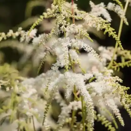 Foto von Thunberg-Prachtspiere (Astilbe thunbergii)