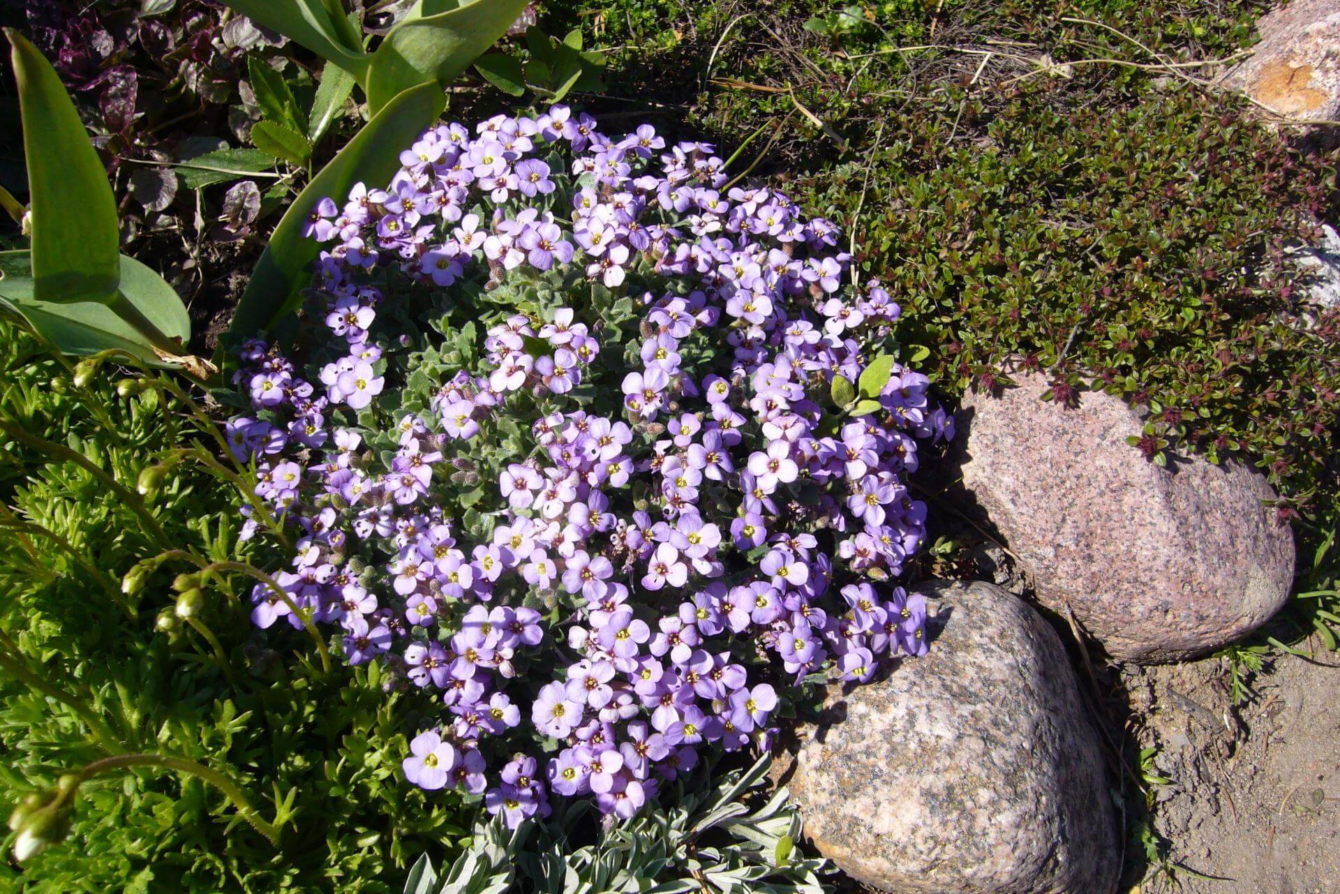 GartenBlaukissen / Aubrieta x cultorum