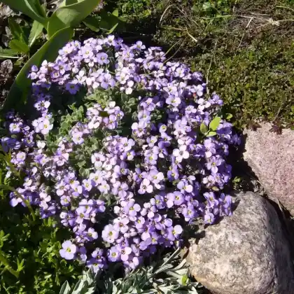 Foto von Garten-Blaukissen (Aubrieta x cultorum)