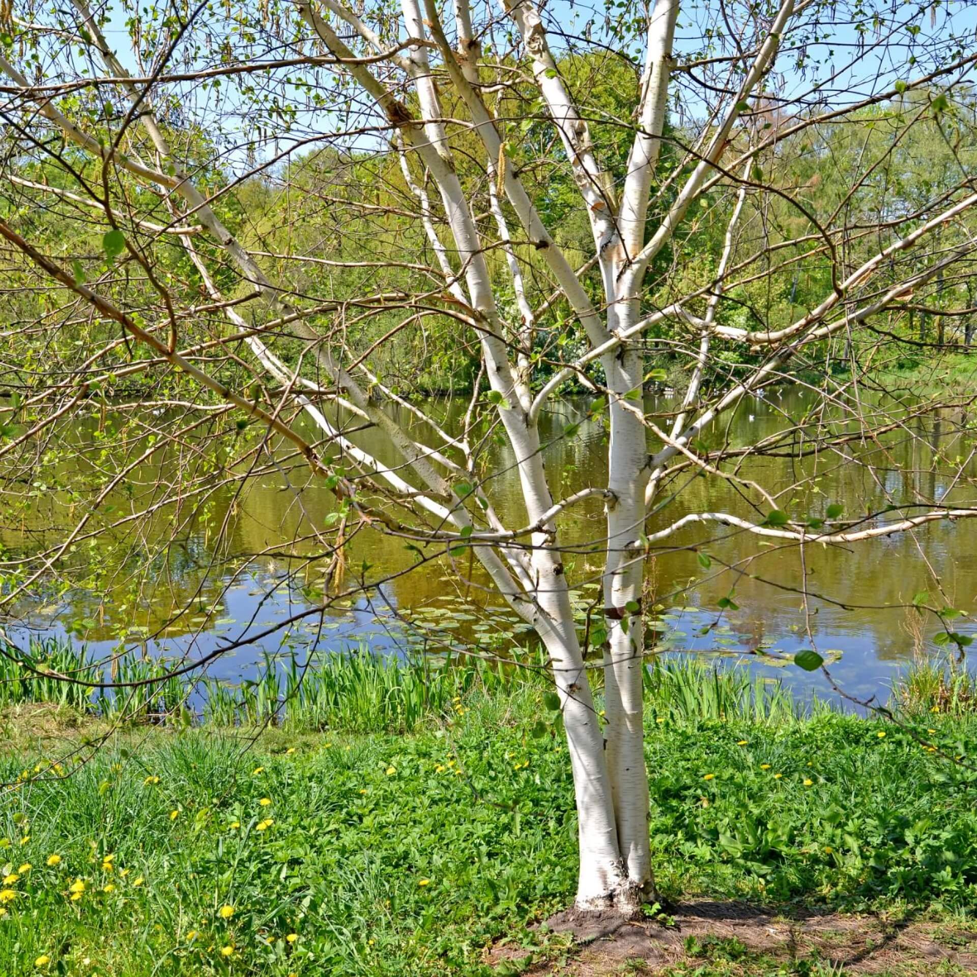 HimalayaBirke / Betula utilis