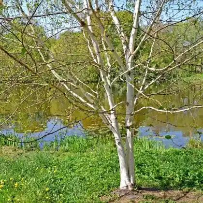 Foto von Himalaya-Birke (Betula utilis)