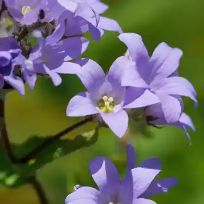 Foto von Riesen-Glockenblume (Campanula lactiflora)