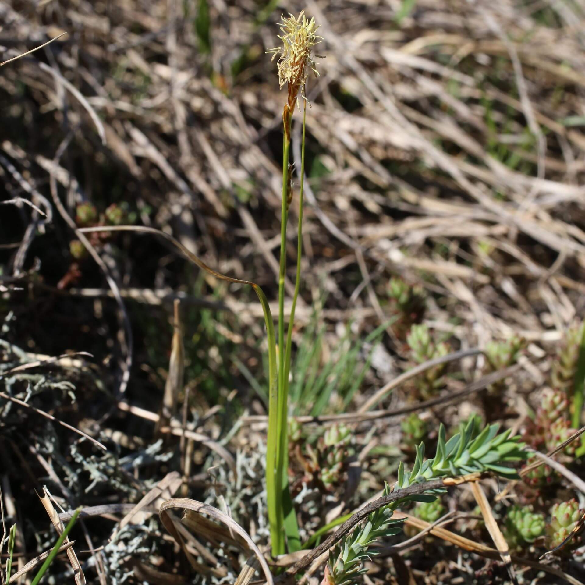 Frühlings-Segge (Carex caryophyllea)