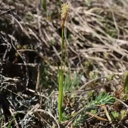 Foto von Frühlings-Segge (Carex caryophyllea)