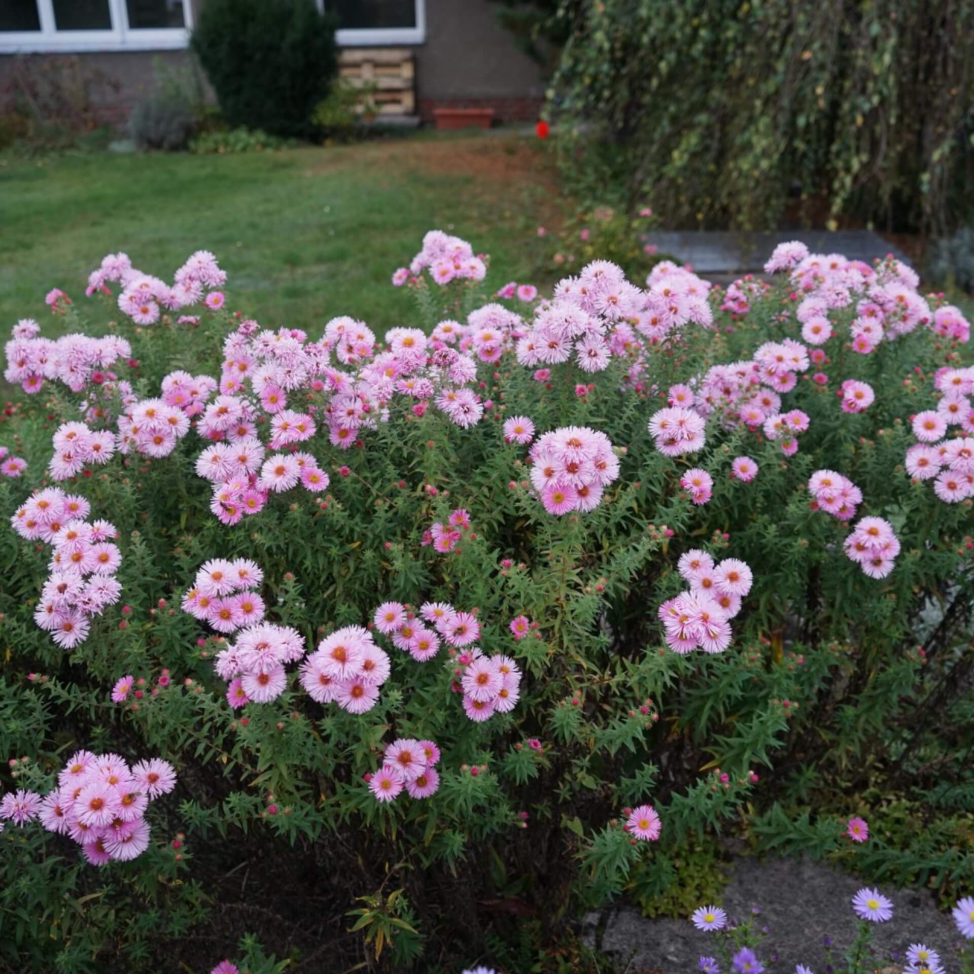 Raublatt-Aster 'Rosa Sieger' (Aster novae-angliae 'Rosa Sieger')