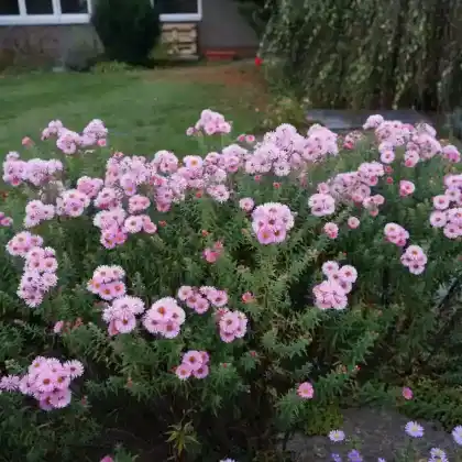 Foto von Raublatt-Aster 'Rosa Sieger' (Aster novae-angliae 'Rosa Sieger')