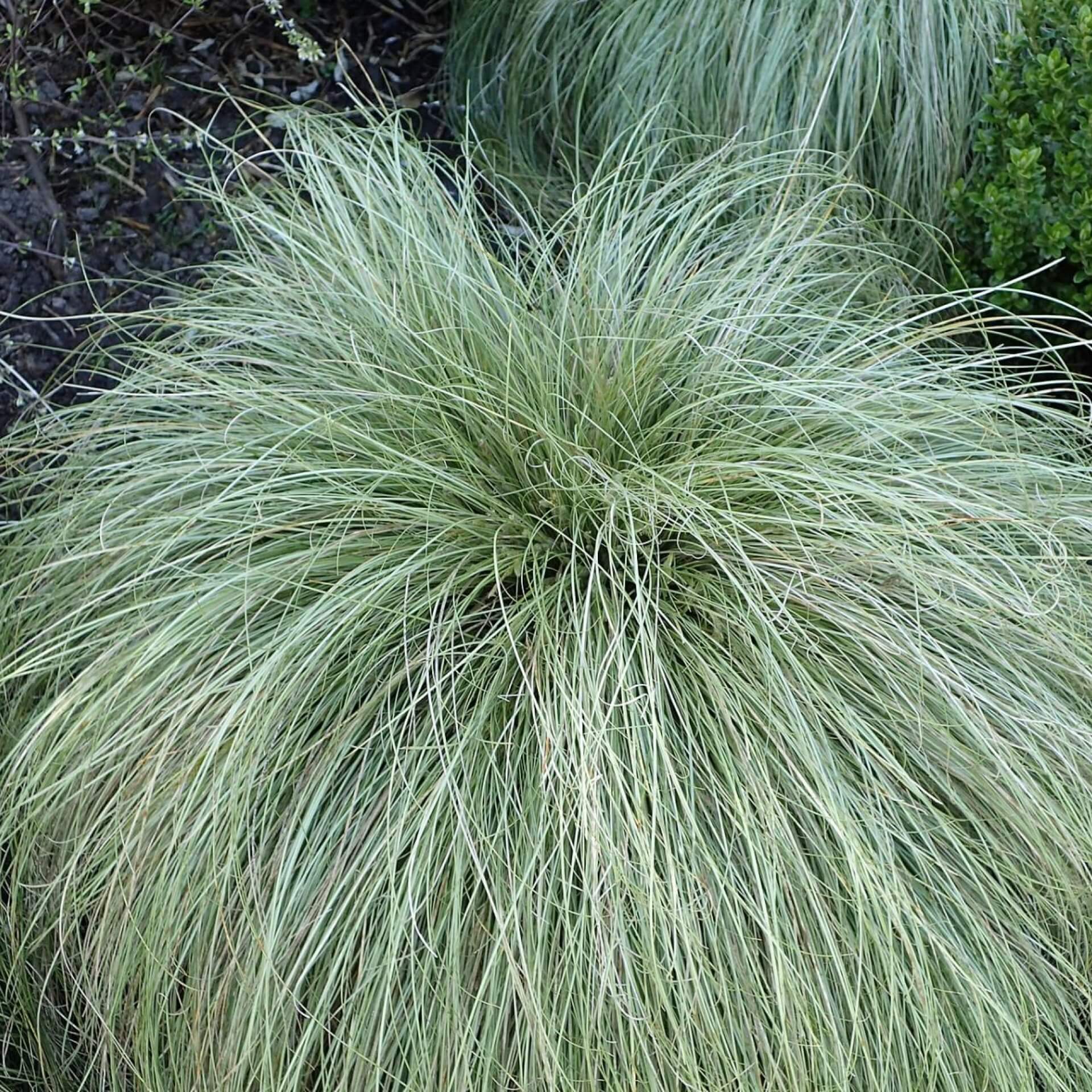 Neuseeländische Segge (Carex comans)