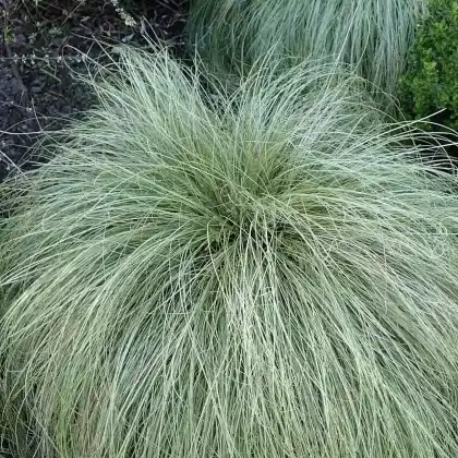 Foto von Neuseeländische Segge (Carex comans)