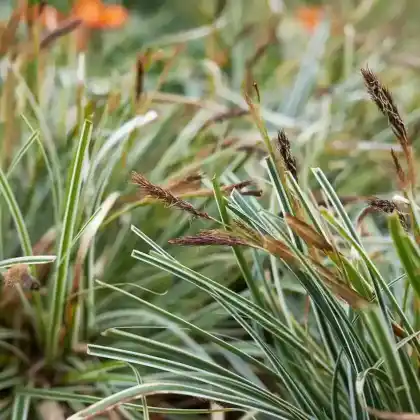 Foto von Japan-Gold-Segge (Carex oshimensis)