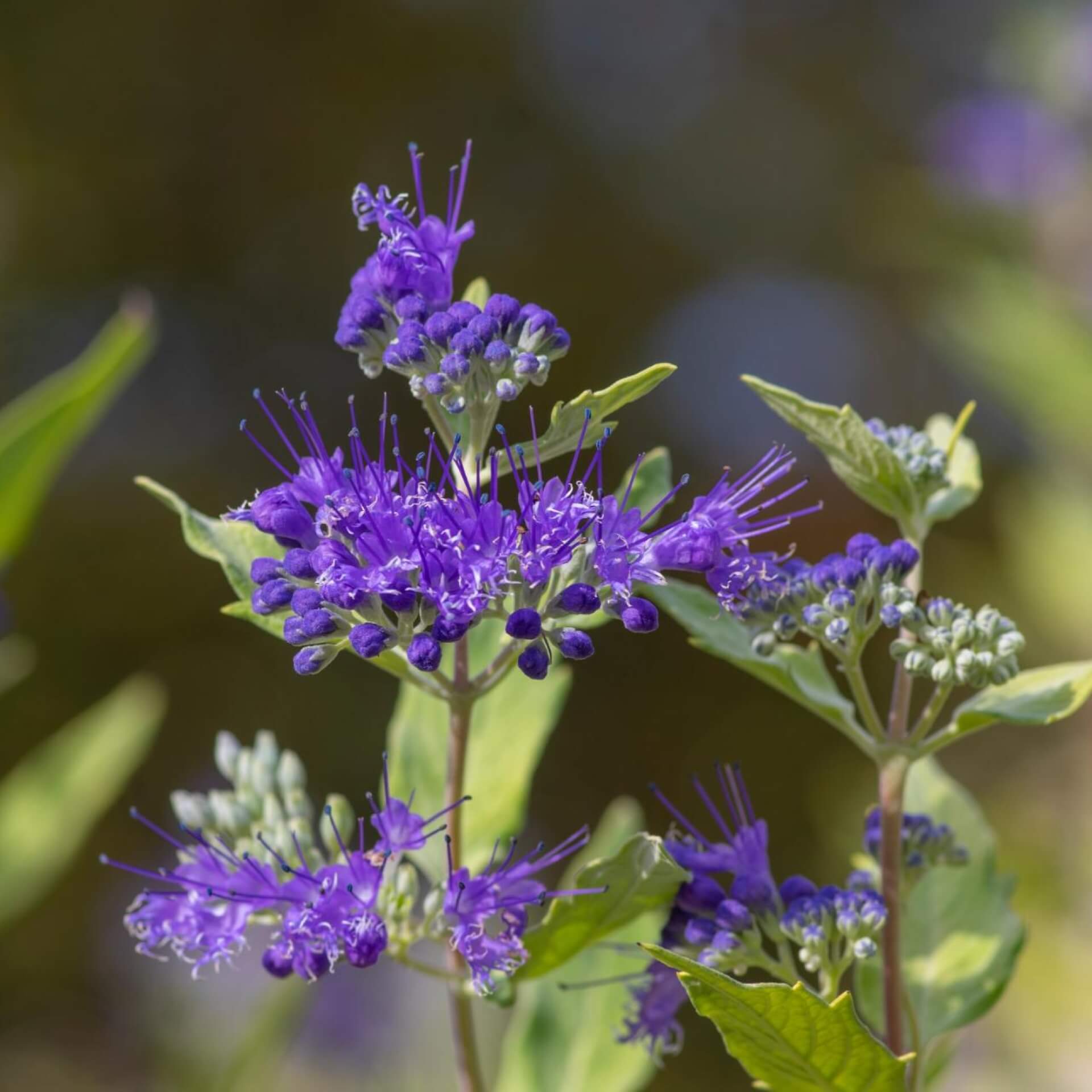 Bartblume (Caryopteris clandonensis)