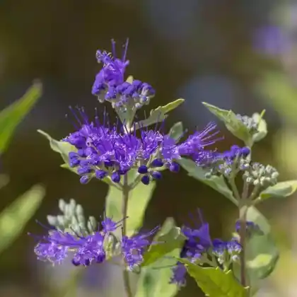 Foto von Bartblume (Caryopteris clandonensis)