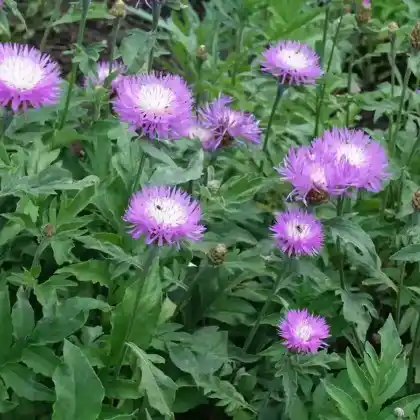 Foto von Zweifarbige Flockenblume (Centaurea dealbata)