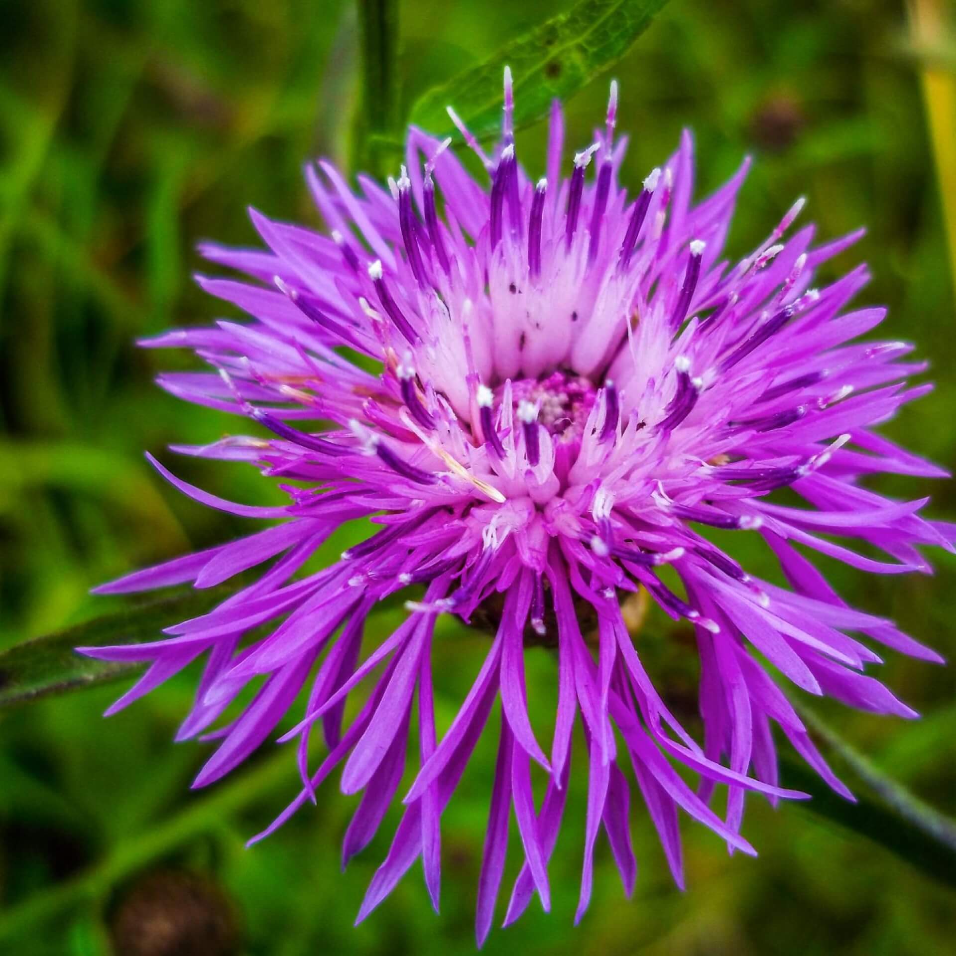 Grünweiße Flockenblume (Centaurea hypoleuca)