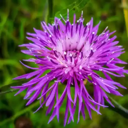 Foto von Grünweiße Flockenblume (Centaurea hypoleuca)
