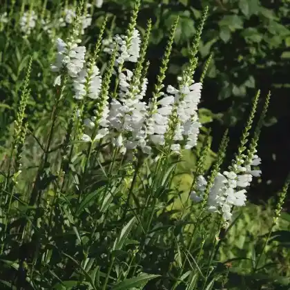 Foto von Oktober-Silberkerze (Cimicifuga simplex)