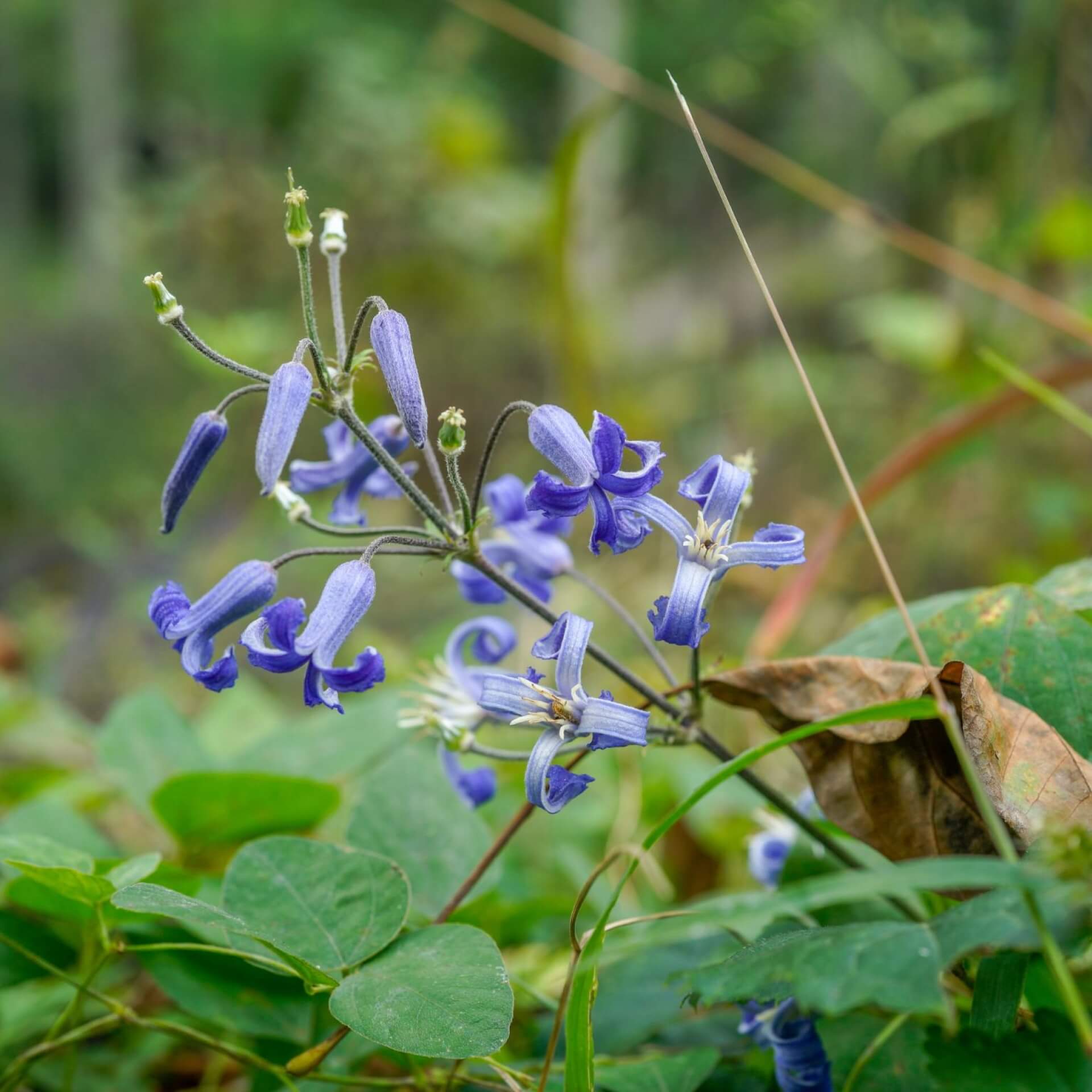 Davias Waldrebe (Clematis heracleifolia)