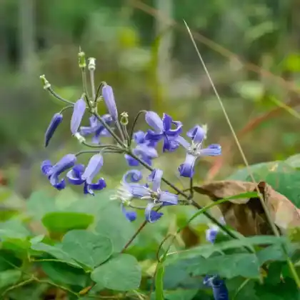 Foto von Davias Waldrebe (Clematis heracleifolia)