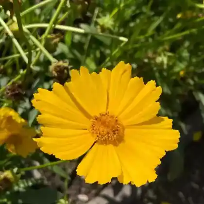 Foto von Großblumiges Mädchenauge (Coreopsis grandiflora)