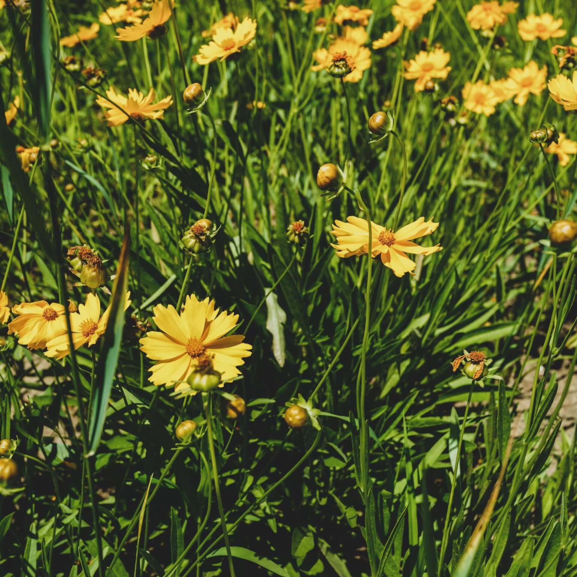 Lanzettblättriges Mädchenauge (Coreopsis lanceolata)