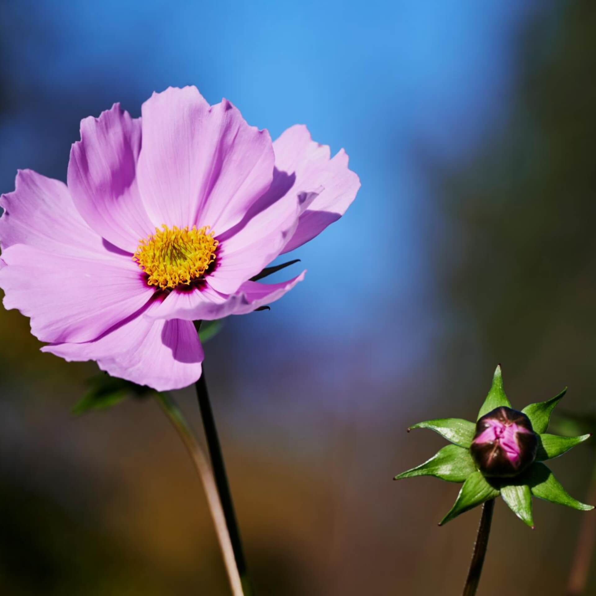 Rosablühendes Schönauge (Coreopsis rosea)