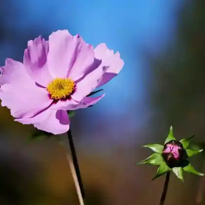 Foto von Rosablühendes Schönauge (Coreopsis rosea)